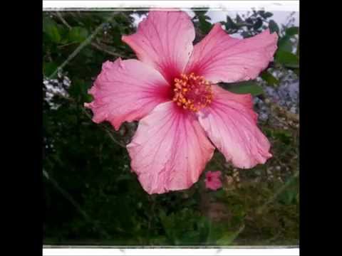 JURAME - CARMEN SILVA & LINDOMAR CASTILHO