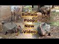 Buffalo Poop Video Buffalo Pooping Video Buffalo Dung Video