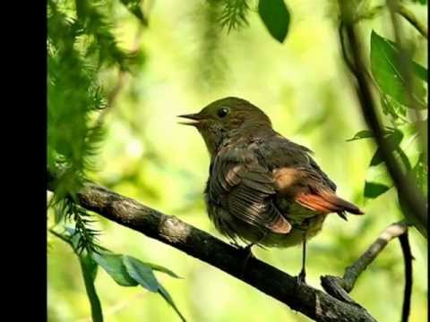 МОЙ ДОМ РОССИЯ.wmv А.МАРШАЛ