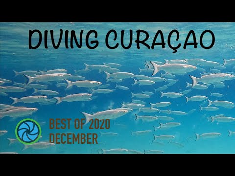 Diving Curaçao - Best of December 2020 | TropicLens 4K