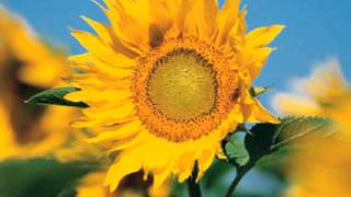 Politics Of Dancing (Extended Mix) ~ The Re-Flex