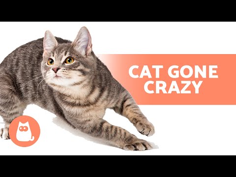 My Cat Is RUNNING AROUND Like CRAZY 🐱🌪️ (3 Causes and Solutions)