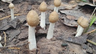 เห็ดปลวกบานกลางฝน! ล่าเห็ดโคนหายากในป่าอีสาน Termite Mushroom Foraging  Wild Rainy Season Mushrooms