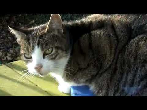 French lesson - 96 - 97