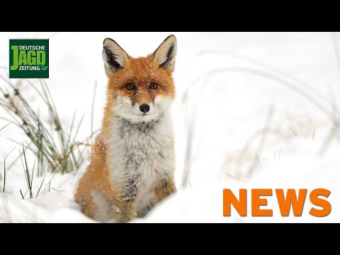 Drehfuchs in Weimar, Wolfentnahme, Damhirschrettung, Seeadlerabschuss, Verfolgung - DJZ 8/2016