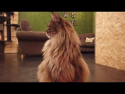 Darwin at Paws Café (Polish subtitles)