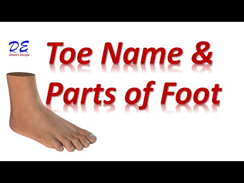اجزاء القدم بالانجليزي Parts of the foot in English