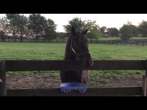 2002 Belmont Stakes winner Sarava at Old Friends