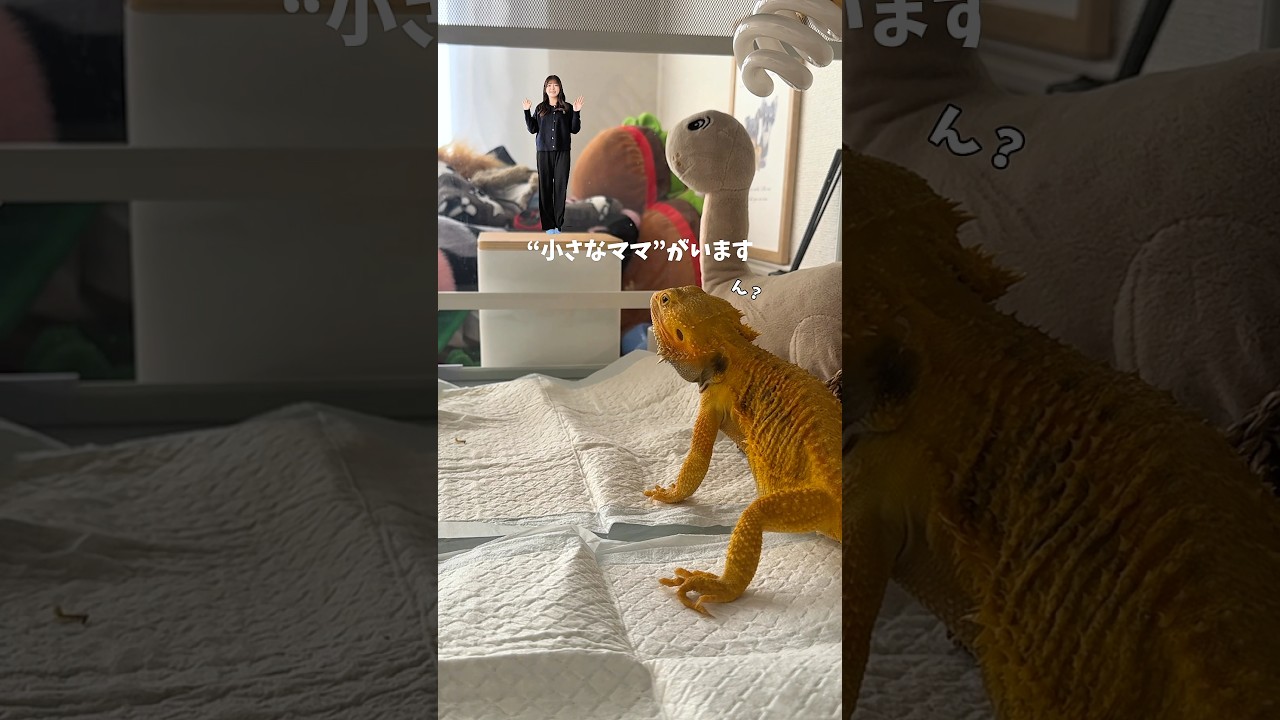 この家、ずっと見られています👀【ペットカメラ】