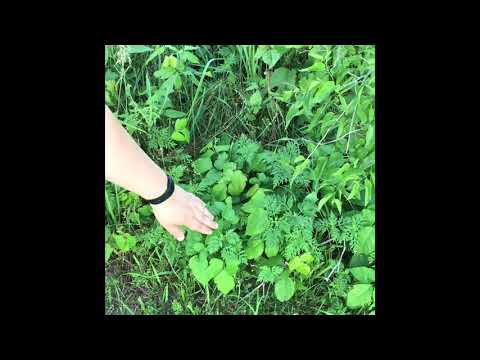 Weed Identification Part 2