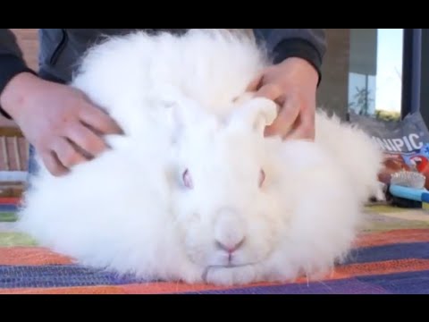 , title : 'CONEJOS - El conejo más peludo del mundo'