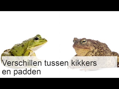Verschillen tussen kikkers en padden - ONTDEK HET!