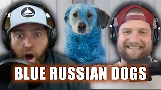 Why Are These Dogs Blue?