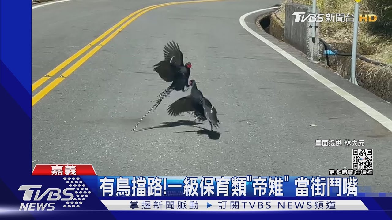 有鳥擋路!一級保育類「帝雉」 當街鬥嘴