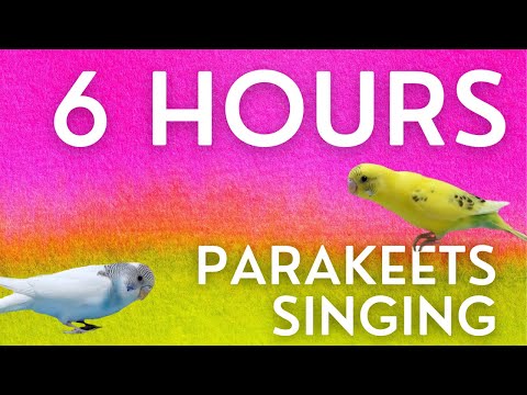 6 Hrs of chirping Budgies/Parakeets sounds  NEW // Lemon and Lola keep your birds company