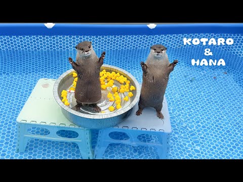 Otter drehen total durch mit ihrem neuen Pool und Rutsche!
