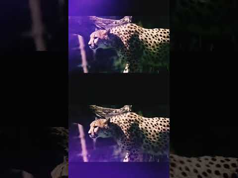 Cat walk model with music beat 😄