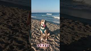 Video preview image #1 Mutt Puppy For Sale in Morganville, NJ, USA