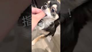 犬、つまみ食い。  #犬との暮らし #chihuahua #dog