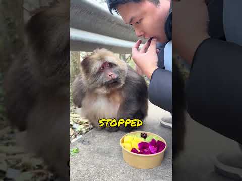 This is a very polite monkey