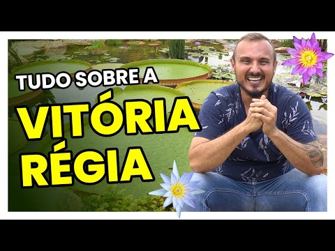 Saiba tudo sobre a vitória-régia | Uma linda planta aquática