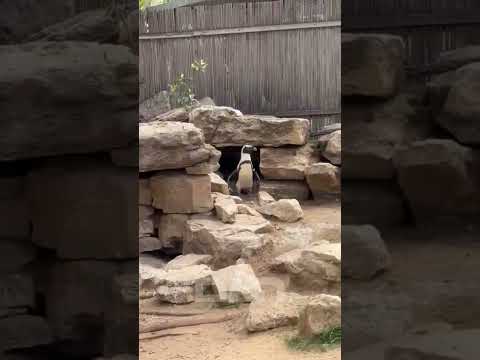 לא משפיע רק עלינו: כך החיות בספארי מגיבות לאזעקות