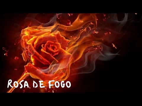 Rosa de Fogo