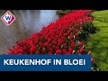 Bloemen in Keukenhof volop in bloei, maar het park blijft leeg - OMROEP WEST