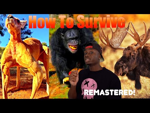 How to Not Get Unsubscribed from Life by Animals