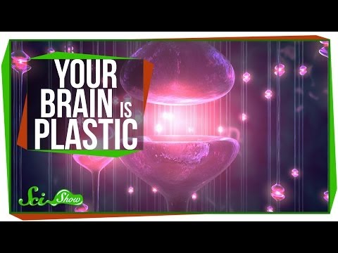 Your Brain is Plastic