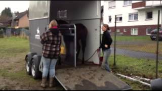 How long does it take to load two untrained foals?