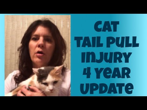 CAT TAIL PULL INJURY IMPROVES 😸 BROKEN TAIL CAT UPDATE after 4 years 😸 DONT EUTHANIZE