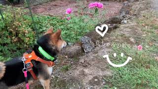 【Hana369】Bunny Hunt 花ちゃんのウサギ狩り