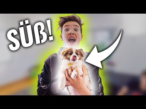 Ich habe einen WELPEN GEKAUFT! **kein Clickbait!**