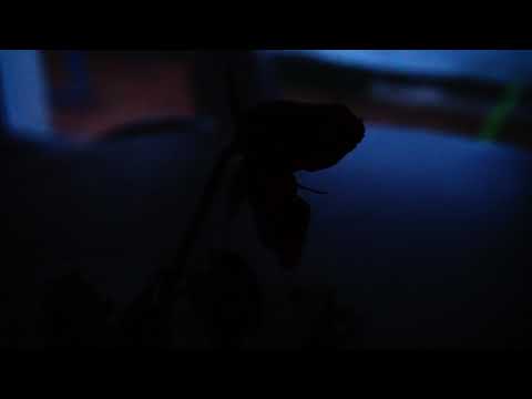 Mémoire du désespoir - Teaser (2022)