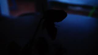 Mémoire du désespoir - Teaser (2022)