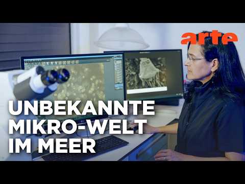 Leben auf Plastik - Per Anhalter durchs Meer | Doku HD | ARTE