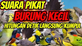Download lagu suara pikat burung kecil paling ampuh durasi panjang mp3 Download lagu suara pikat burung kecil paling ampuh durasi panjang mp3