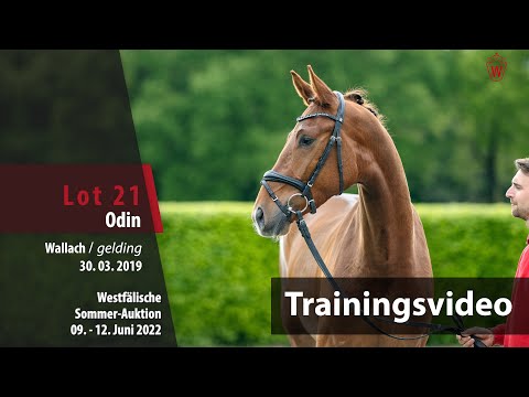 Sommer-Auktion Training Lot 21 Odin Wallach v. Johnny Cash - Dramatic