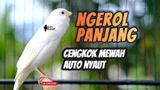Download lagu Kenari Gacor Seharian Pakai Pancingan Ini! Masteran Ampuh Bikin Burung Makin Fighter! live mp3