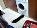 Cat Playing With Washing Machine