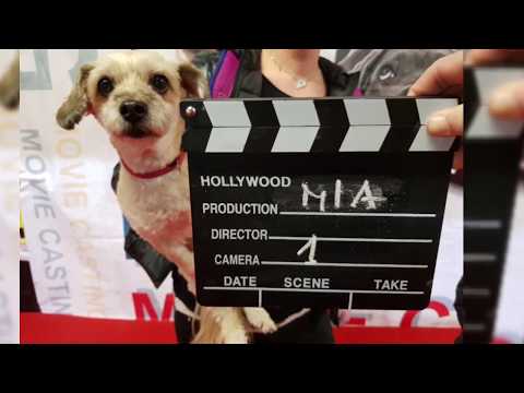 Dog Movie Casting a Esotika Pet Show Arezzo by portamiconte