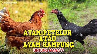 Download lagu UNTUNG MANA TERNAK AYAM PETELUR ATAU AYAM KAMPUNG?? mp3