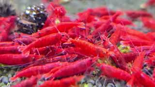 Neocaridina Davidi var. Blood Mary