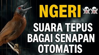 Download lagu Pancingan tepus kepala abu | masteran tepus kepala abu | tepus kepala abu gacor | tepus gacor mp3