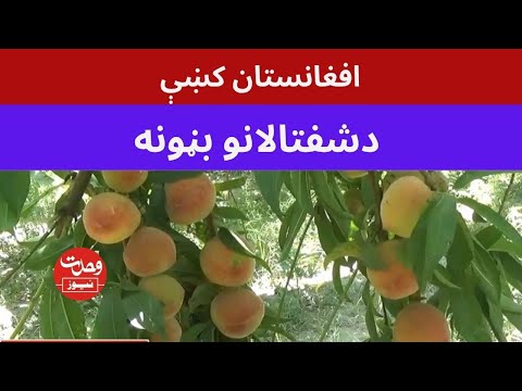 افغانستان کښې دشفتالانو ښکلي بڼونه، دسباوون ساحل رپورټ