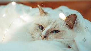 Pet Photography... (My Cat Is An A$$HOLE)