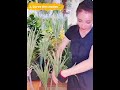 『Unbox & Style』-Evergreen Yucca Plant 160cm