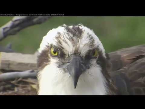Hellgate ospreys 5.27.16 709pm BIG fish delivery Iris fly off with the fish