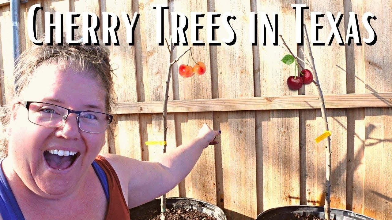 Growing Cherry Trees In Houston Texas Everything You Need To Know growing-cherry-trees-in-houston-texas-everything-you-need-to-know